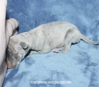 CARSON, a male Whippet for sale in Hackett, AR – 4 of 5
