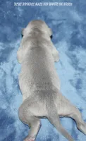 TYSON, a male Whippet for sale in Hackett, AR – 5 of 5