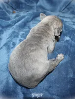 ZINGER, a female Whippet for sale in Hackett, AR – 4 of 4
