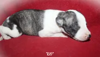 KAI, a female Whippet for sale in Hackett, AR – 5 of 5