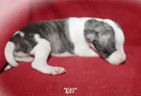 KAI, a female Whippet for sale in Hackett, AR – 3 of 5