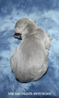 DODGER, a male Whippet for sale in Hackett, AR – 5 of 5