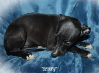 SLINKY, a female Whippet for sale in Hackett, AR – 3 of 4