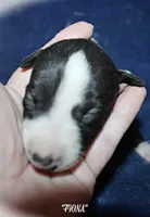 FIONA, a female Whippet for sale in Hackett, AR – Photo 2 of 5