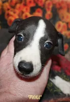 FIONA, a female Whippet for sale in Hackett, AR – 2 of 10