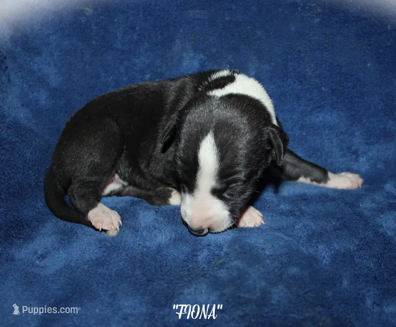 FIONA – Whippet puppy for sale in Hackett, AR