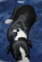 FIONA, a female Whippet for sale in Hackett, AR – Photo 4 of 5