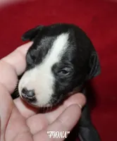 FIONA, a female Whippet for sale in Hackett, AR – 9 of 10
