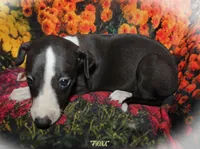 FIONA, a female Whippet for sale in Hackett, AR – 3 of 10