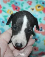 FIONA, a female Whippet for sale in Hackett, AR – 6 of 10