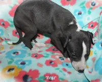 FIONA, a female Whippet for sale in Hackett, AR – 7 of 10