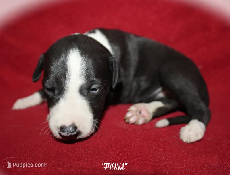 FIONA – Whippet puppy for sale in Hackett, AR