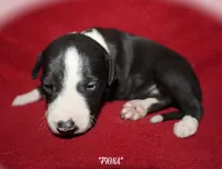 FIONA, a female Whippet for sale in Hackett, AR – 8 of 10