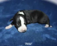 FIONA, a female Whippet for sale in Hackett, AR – Photo 3 of 5