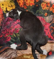 FIONA, a female Whippet for sale in Hackett, AR – 4 of 10