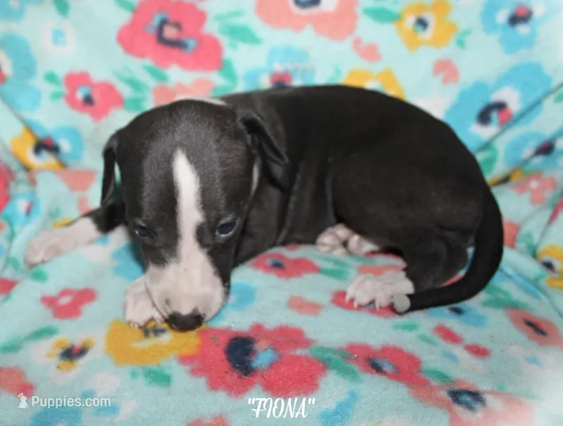 FIONA – Whippet puppy for sale in Hackett, AR