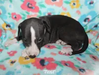 FIONA, a female Whippet for sale in Hackett, AR – 5 of 10