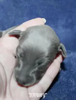 STORMY, a female Whippet for sale in Hackett, AR – Photo 2 of 5