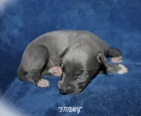 STORMY, a female Whippet for sale in Hackett, AR – Photo 3 of 5