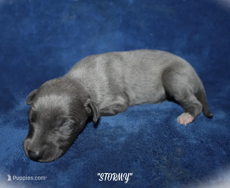 STORMY – Whippet puppy for sale in Hackett, AR