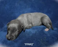 STORMY, a female Whippet for sale in Hackett, AR – Photo 1 of 5