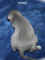 STORMY, a female Whippet for sale in Hackett, AR – Photo 5 of 5