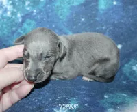 ARLISS, a male Whippet for sale in Hackett, AR – 4 of 7