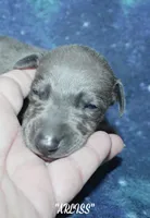 ARLISS, a male Whippet for sale in Hackett, AR – 2 of 7