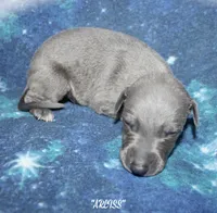 ARLISS, a male Whippet for sale in Hackett, AR – 3 of 7