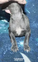 ARLISS, a male Whippet for sale in Hackett, AR – 6 of 7