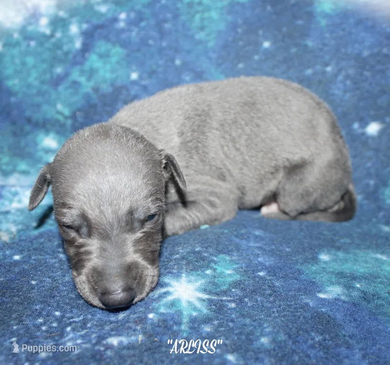 ARLISS – Whippet puppy for sale in Hackett, AR