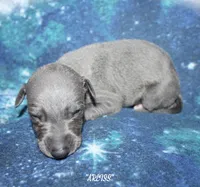 ARLISS, a male Whippet for sale in Hackett, AR – 1 of 7