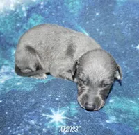 ARLISS, a male Whippet for sale in Hackett, AR – 5 of 7