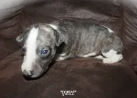 QUILL, a male Whippet for sale in Hackett, AR – 3 of 8