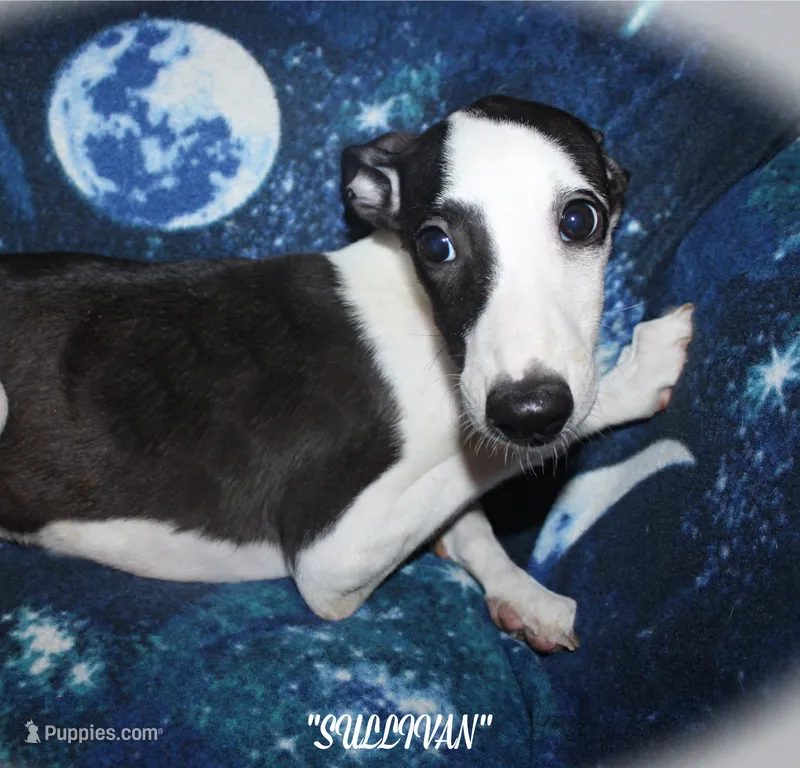 SULLIVAN – Whippet puppy for sale in Hackett, AR