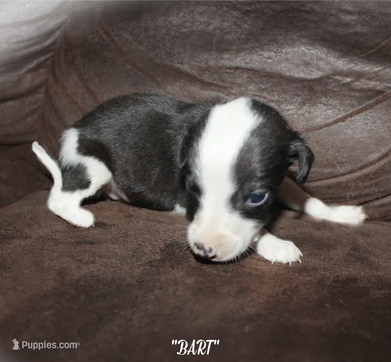BART – Whippet puppy for sale in Hackett, AR