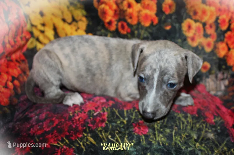 KALANI – Whippet puppy for sale in Hackett, AR