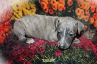 KALANI, a female Whippet for sale in Hackett, AR – Photo 5 of 10