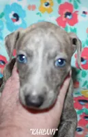 KALANI, a female Whippet for sale in Hackett, AR – Photo 2 of 10