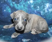 KALANI, a female Whippet for sale in Hackett, AR – Photo 9 of 10