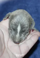 KALANI, a female Whippet for sale in Hackett, AR – Photo 2 of 5