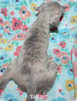 KALANI, a female Whippet for sale in Hackett, AR – Photo 4 of 10