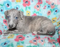 KALANI, a female Whippet for sale in Hackett, AR – Photo 1 of 10
