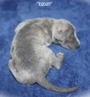 KALANI, a female Whippet for sale in Hackett, AR – Photo 5 of 5