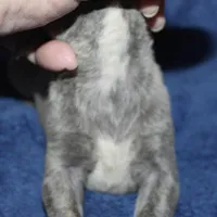 KALANI, a female Whippet for sale in Hackett, AR – Photo 10 of 10