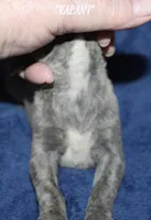 KALANI, a female Whippet for sale in Hackett, AR – Photo 4 of 5