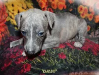 KALANI, a female Whippet for sale in Hackett, AR – Photo 7 of 10