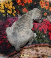 KALANI, a female Whippet for sale in Hackett, AR – Photo 8 of 10