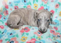 KALANI, a female Whippet for sale in Hackett, AR – Photo 3 of 10