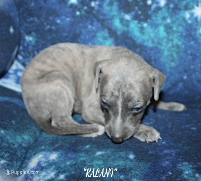 KALANI – Whippet puppy for sale in Hackett, AR
